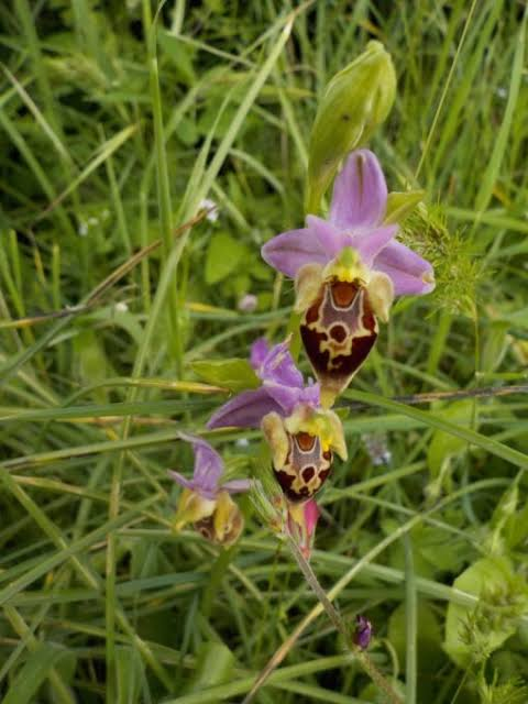 Tunceli Valiliği koruma altında olan ve toplanması yasak olan endemik sahlep orkidesi yumrularını toplayan kaçakçılara geçit vermiyor.

Varolsunlar! 

youtu.be/sTowQ3FQMmk?si…

#ÖğretmenTekYürek
#getoutofrafah Haluk Levent
Çırak Stajyer Haykıracak Tatum Hailey Sinan Ateş