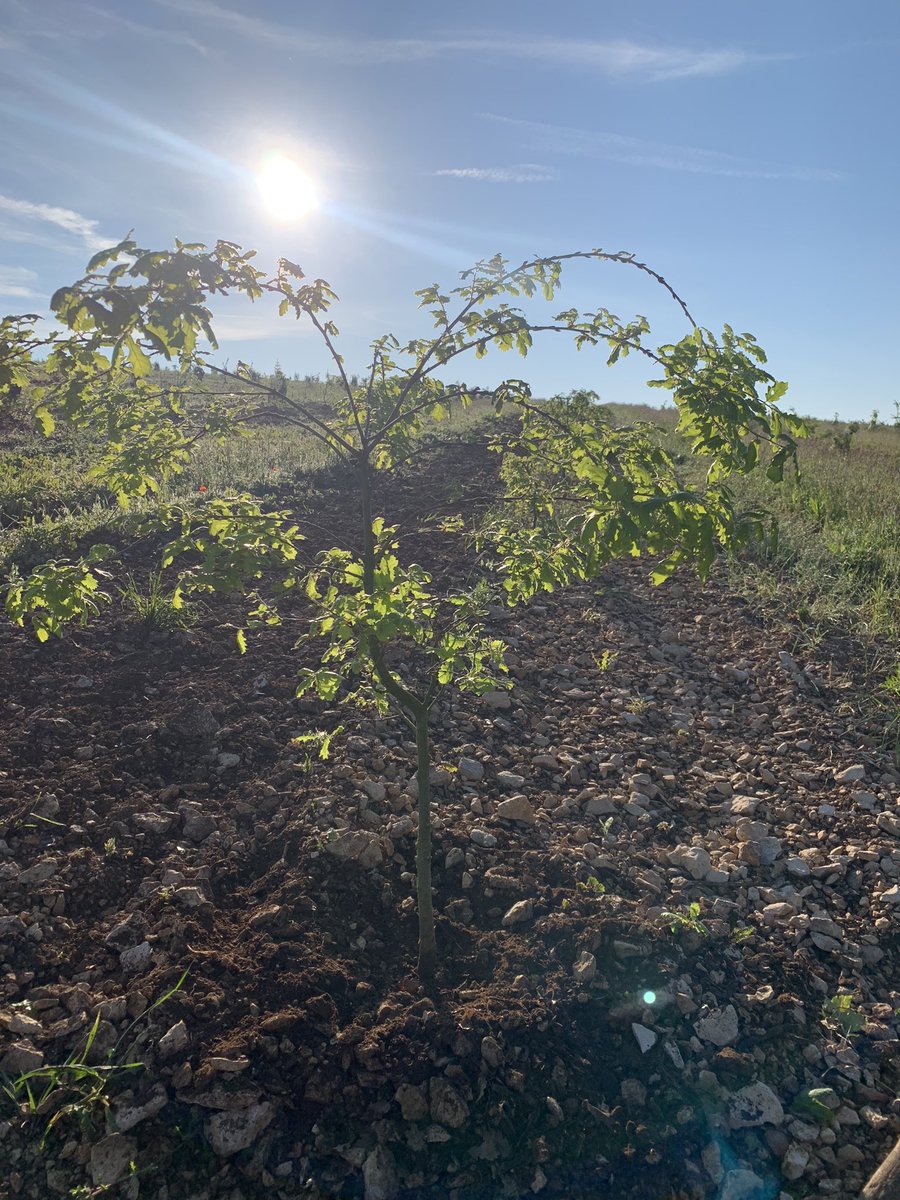 Après un travail du sol permis par le retour du soleil, nos matinées sont réservées à la taille des plus grands arbres. Exemple avant/après sur un chene pubescent de 2 ans 1/2. 
Belle journée à tous ! 🌳🌳🌳