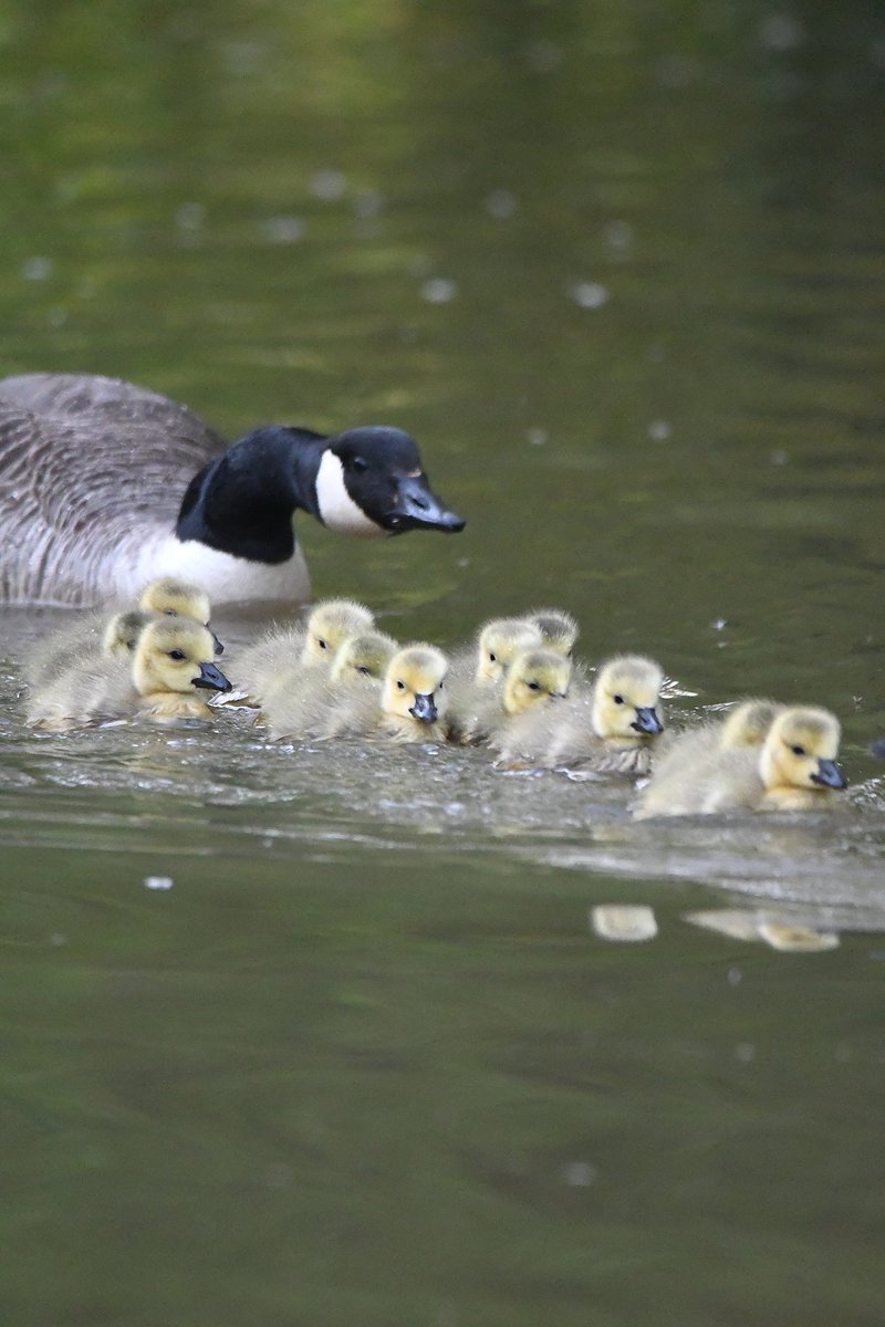 Canada Geese family Bude Cornwall 〓〓 #wildlife #nature #lovebude #bude #Cornwall #Kernow #wildlifephotography #birdwatching #BirdsOfTwitter #TwitterNatureCommunity #CanadaGeese