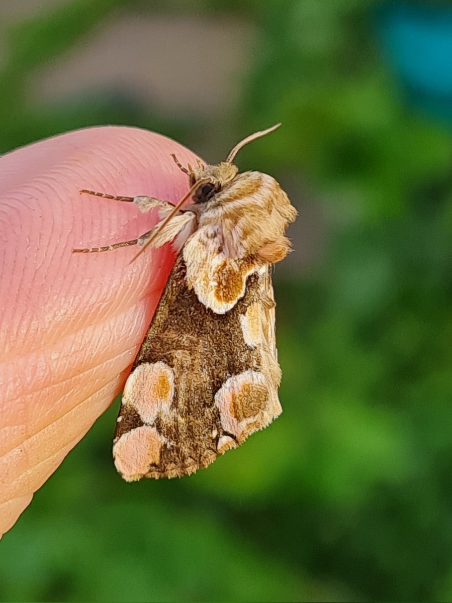Another good moth trap for May,  with 45 of 27 species present. Highlight was this Peach Blossom,  one of 9 nfy I the garden. 
It is fairly regular and common, and it's always lovely to see one this fresh!!
S Monmouthshire 
#mothsmatter #teammoth #vc35