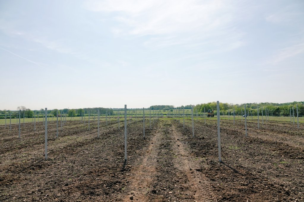 The new vineyard at Althorp is getting is having its hybrid vines planted all this week. The whole area fenced is 22 acres and will incorporate wild flowers. There is a smaller vineyard in the park too. Conservation@althorp.com #Spencerestates