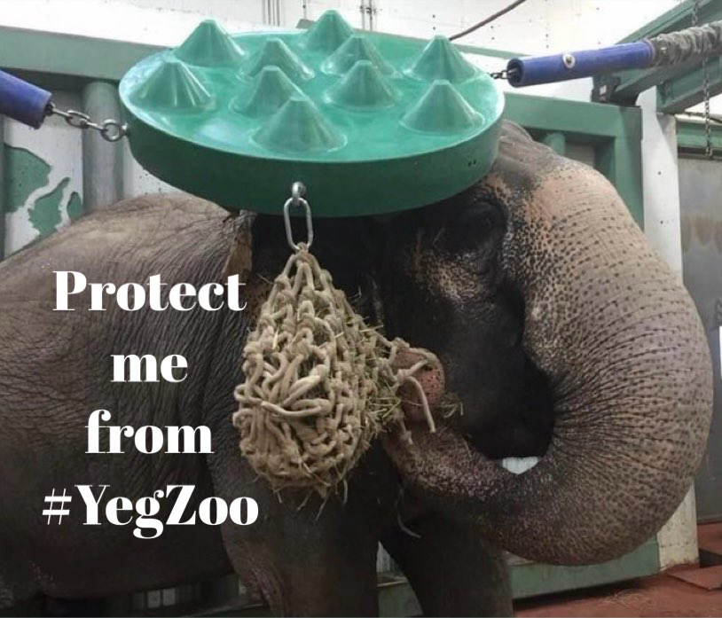 With her majestic presence & beautiful shape #Lucy looks like no other animal in #YegZoo
Typically found in dense warm forests in Asian Lucy cuts a lonely figure in YegZoo
But the one 1️⃣ thing #YegZoo won’t do is separate fact from fiction.
The fact🐘suffer greatly in 🇨🇦zoos
🆓🐘