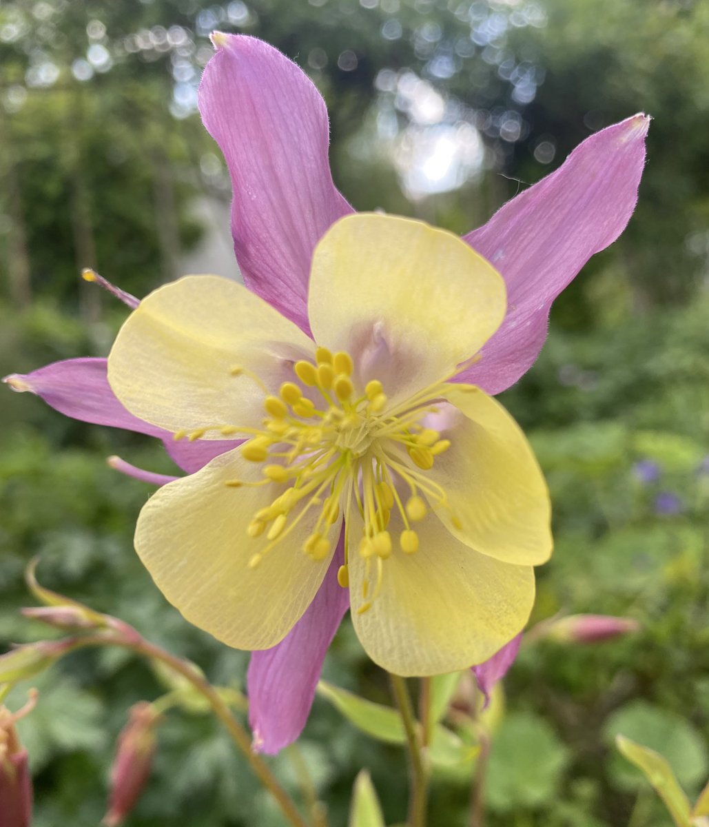 Aquilegia self-seeded in the long borders. #FlowersOnFriday #GardenersWorld ☀️⭐️🌍🐝