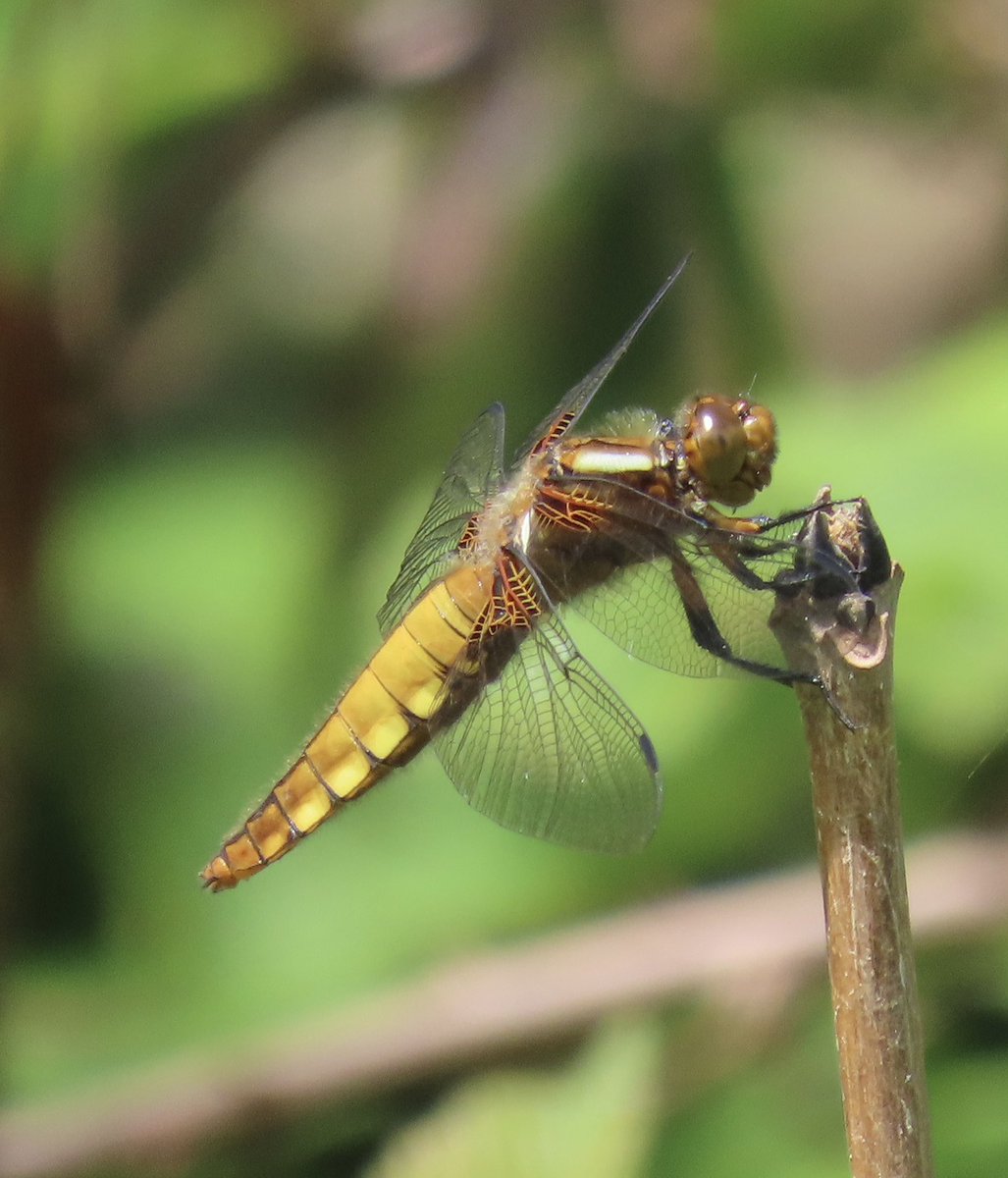 Libellula depressa (Broad-bodied Chaser) posing on my walk in the High Weald yesterday and, as is often the case, far away from any pond, early too I think. @BDSdragonflies @SussexWildlife