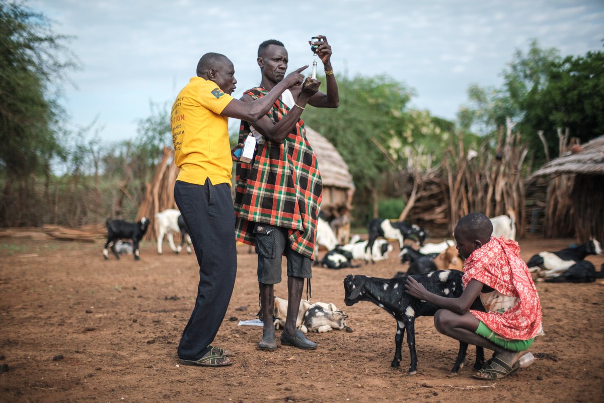 With support from the @AfDB_Group, Lokuru, a pastoralist, became a Community Animal #Health Worker through the training he received from @FAO to save his community's livestock from diseases. #Livestock 🐐🐄 not only provide food but also serve as a source of income.