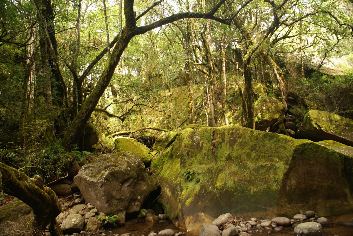 The cool shade of a riverine forest where rocks are covered by moss , ferns and lichen. Central Drakensberg.