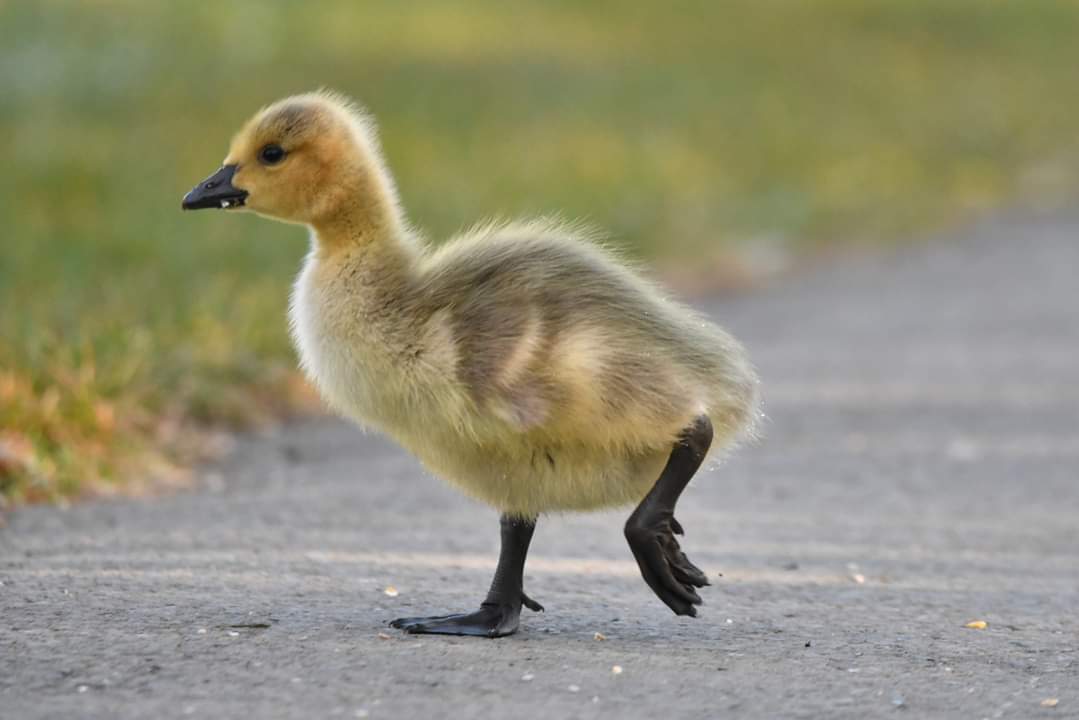 Canada Goose Gosling Bude Cornwall 〓〓 #wildlife #nature #lovebude #bude #Cornwall #Kernow #wildlifephotography #birdwatching #BirdsOfTwitter #TwitterNatureCommunity #CanadaGeese #Gosling