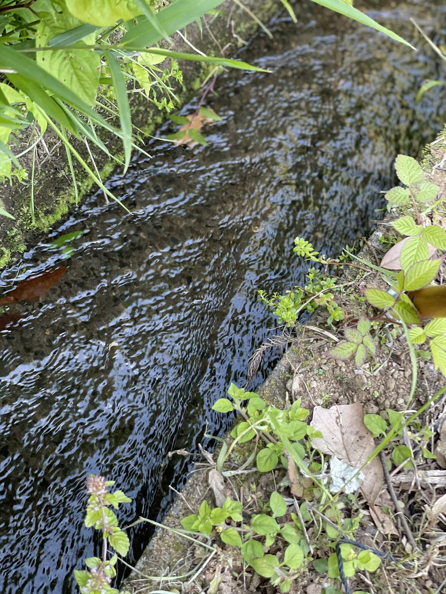 子供の頃水路にこんなのを作って流しまくった思い出がよみがえりました。今の子達は、こんな遊び知らないかも。。。 #笹舟