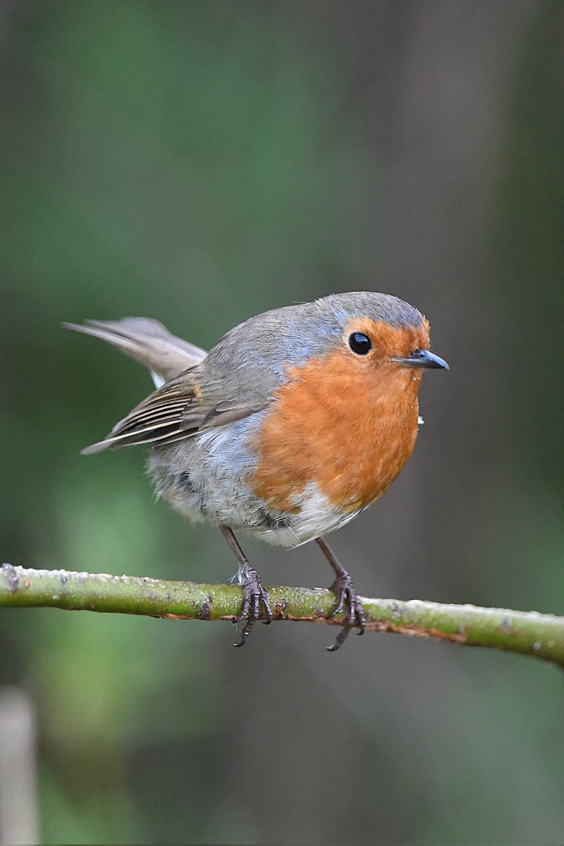 Robin Bude Cornwall 〓〓 #wildlife #nature #lovebude #bude #Cornwall #Kernow #wildlifephotography #birdwatching #BirdsOfTwitter #TwitterNatureCommunity #Robin