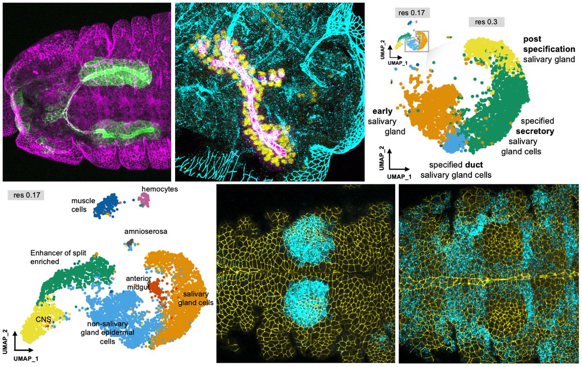 Latest work from the lab! @drannabelmay @CellBiol_MRCLMB generated a single cell atlas of tube morphogenesis of the Drosophila salivary gland. Unexpectedly we found that some things need to be switched off to allow tube formation to happen! Read all here biorxiv.org/content/10.110…