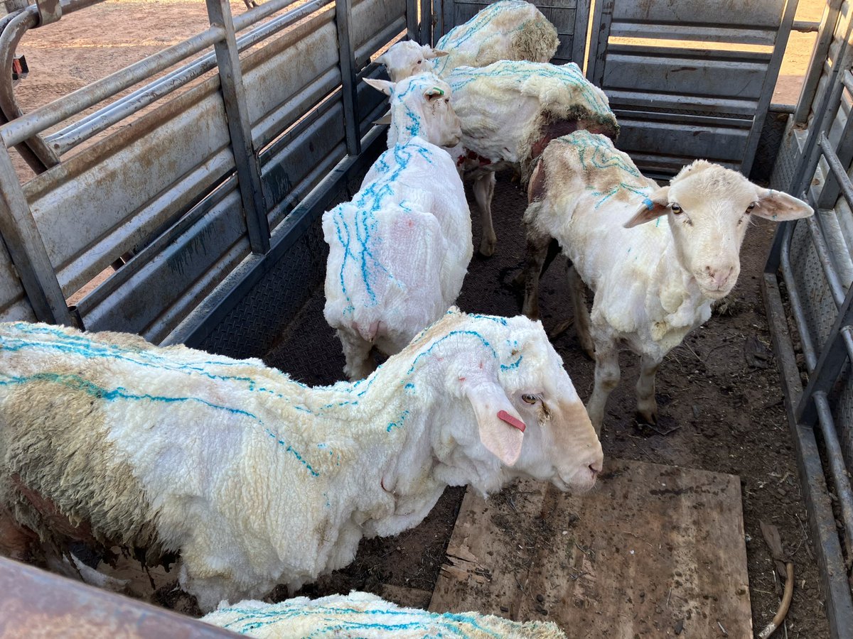 I know this week many have been suffering FOMO due to BEEF24 being on. I was shearing 6 maggoty sheep this arvo, I had spare hand pieces here and just never even thought to invite any of you along. So sorry. 👍😊