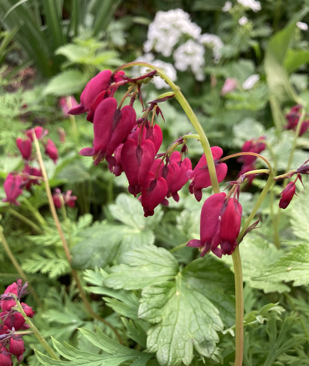 Bleeding hearts of Dicentra Formosa ‘Bacchanal’ for #FlowersOnFriday …
