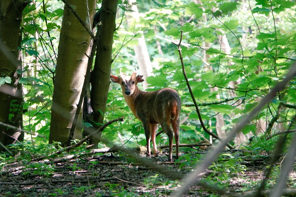 Muntjac buck busy watching me in the woods this morning.
Conservation@althorp.com #Deer