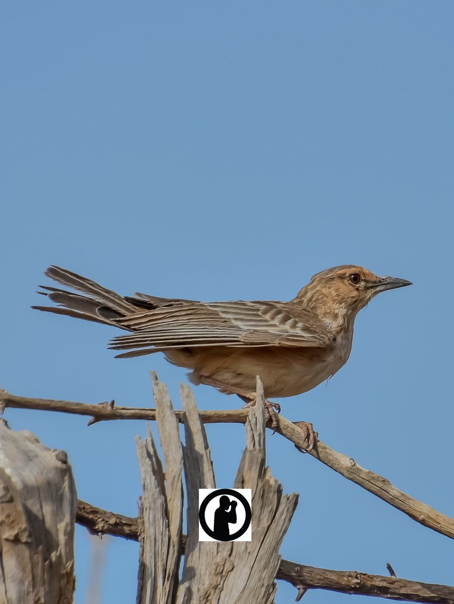 Pink-breasted Lark - Calendulauda poecilosterna

Samburu National Reserve,Kenya.(March 2024)

#martowanjohiphotography #birdwatching254 #birdwatchingwithmartowanjohi #BirdsSeenIn2024 #TwitterNatureCommunity #birdsphotography #nikon #tamronlens #lark #samburu #kenya #bdasafaris