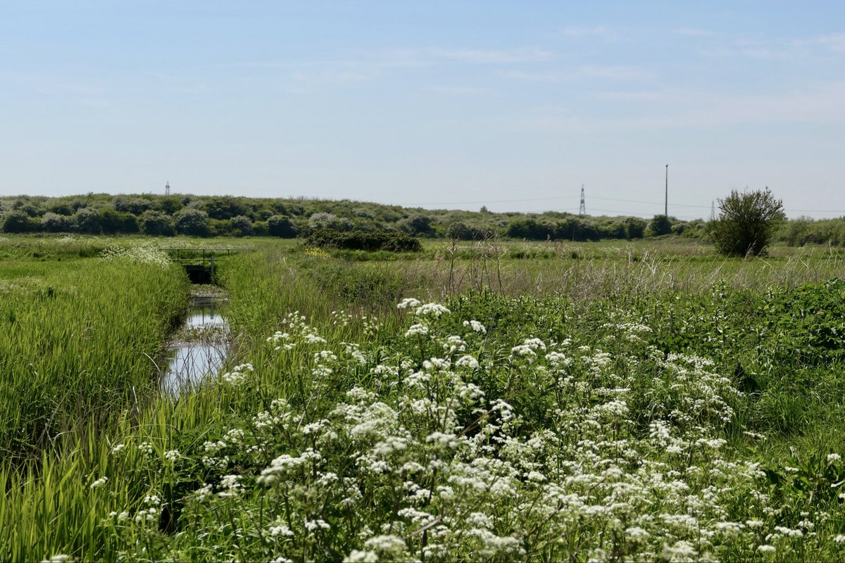 1.Yesterday I was given a full tour of the area which will be impacted by National Grid at Minster Marshes Thanet. An enormous converter station is planned in the field central to the photo. This is one of the last untouched areas of Thanet.Full of wildlife, a magical place.