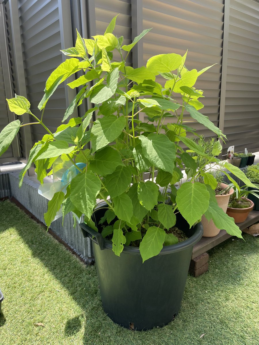 Mrsgreen_white's tweet photo. 昨年挿し木したアナベルがもりもり🌳
新芽が出てからここまで早かったなー
花が楽しみ♪

#アナベル https://t.co/VKbq98yiSP