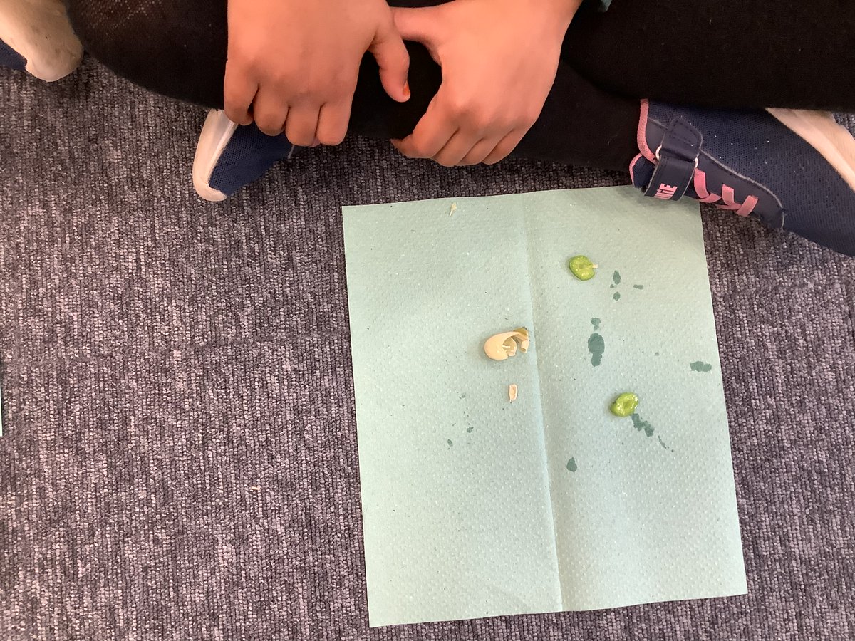Year 2 have been working scientifically to dissect beans in order to find out more about how plants germinate and grow healthily. #MakingMemories