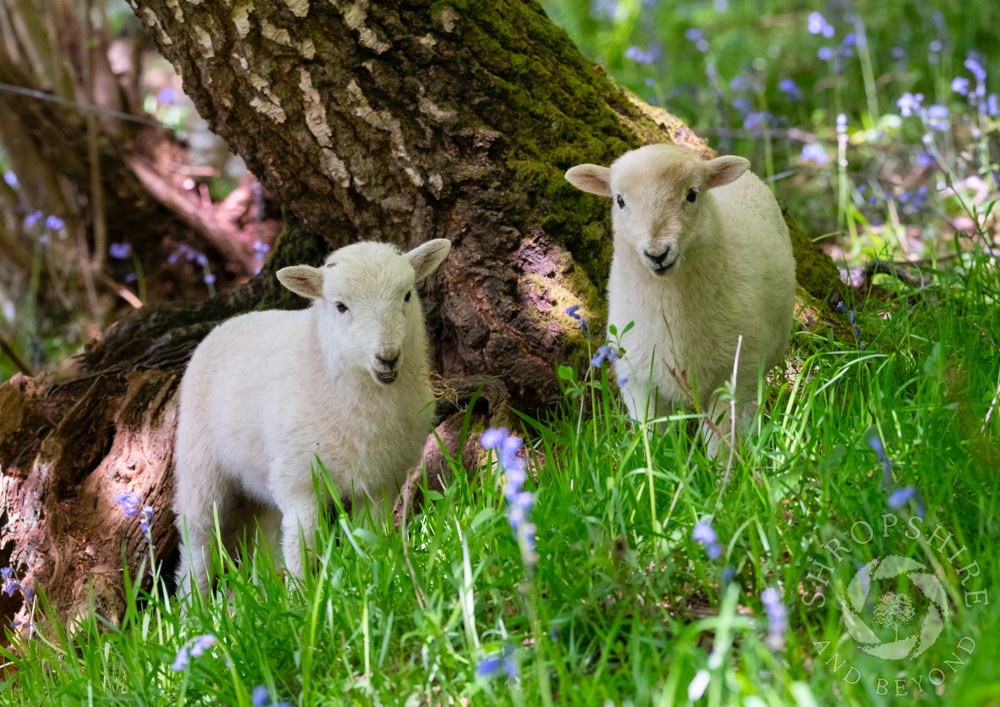 A pair of lambs amid the bluebells - a picture just waiting to be taken! I was walking through Spring Coppice, near Badger, and I thought the lambs would run away the moment they saw me, but they posed for a few minutes before skipping away into the sunshine. #Shropshire