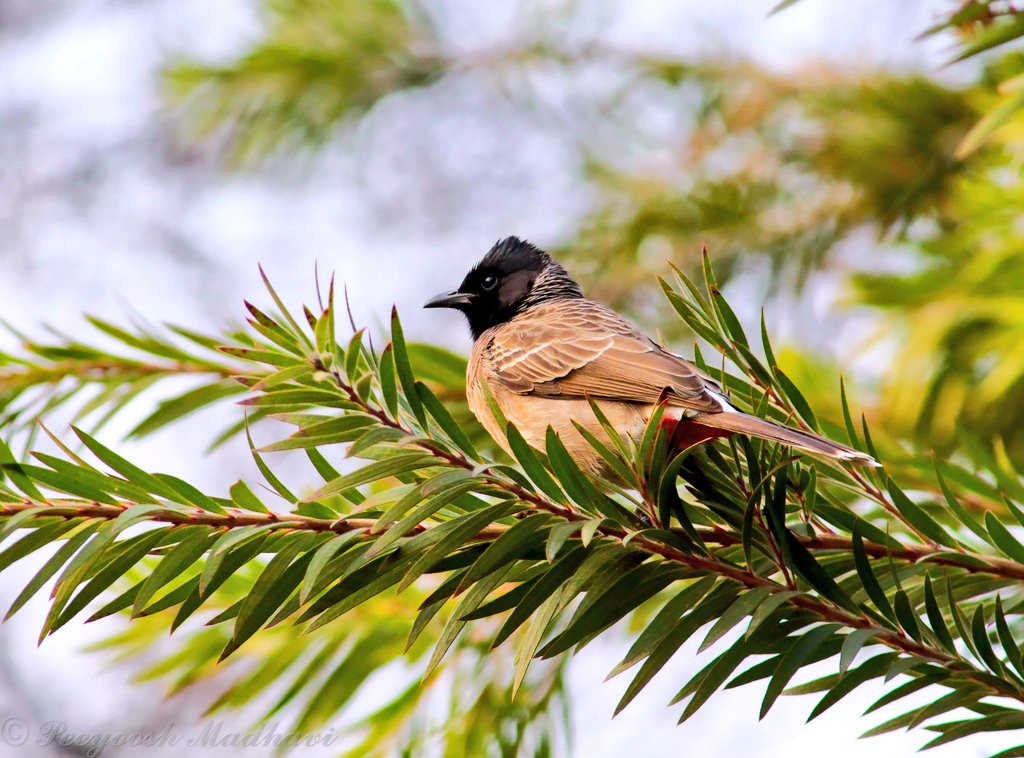 𝓡𝓮𝓭 𝓿𝓮𝓷𝓽𝓮𝓭 𝓑𝓾𝓵𝓫𝓾𝓵
#photography #photo #photooftheday #NaturePhotography #natgeoBBCWildlifePOTD #natgeoindia #ThePhotoHour #BirdsOfTwitter #birds #TwitterNatureCommunity