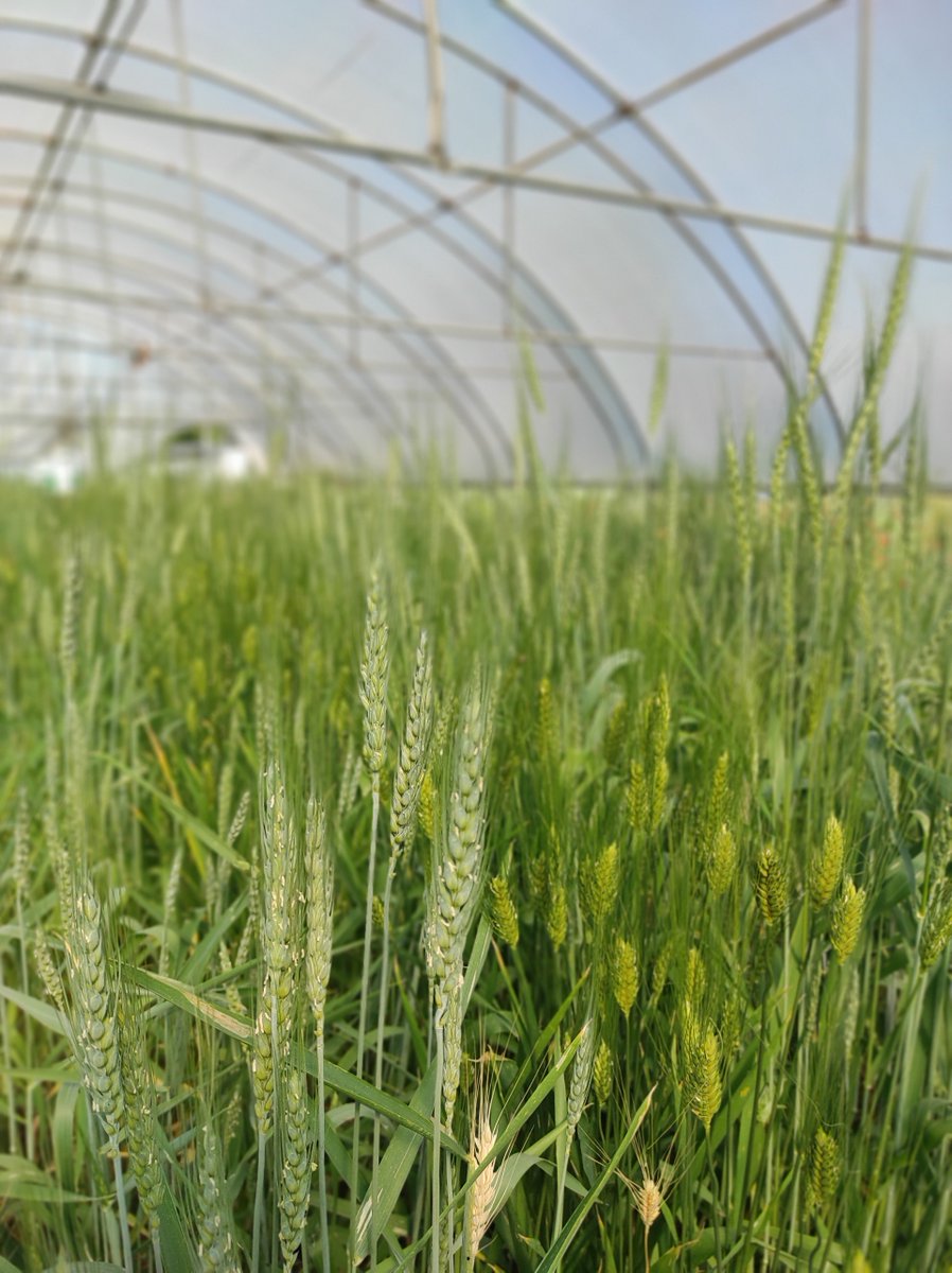 Work on the wheat experimental cultivations in ELGO-DEMETER of the  DarkAegean project continues. This week we were recording heading and  ear emergence!
@ICAC_cat #SomCERCA #DarkAegean