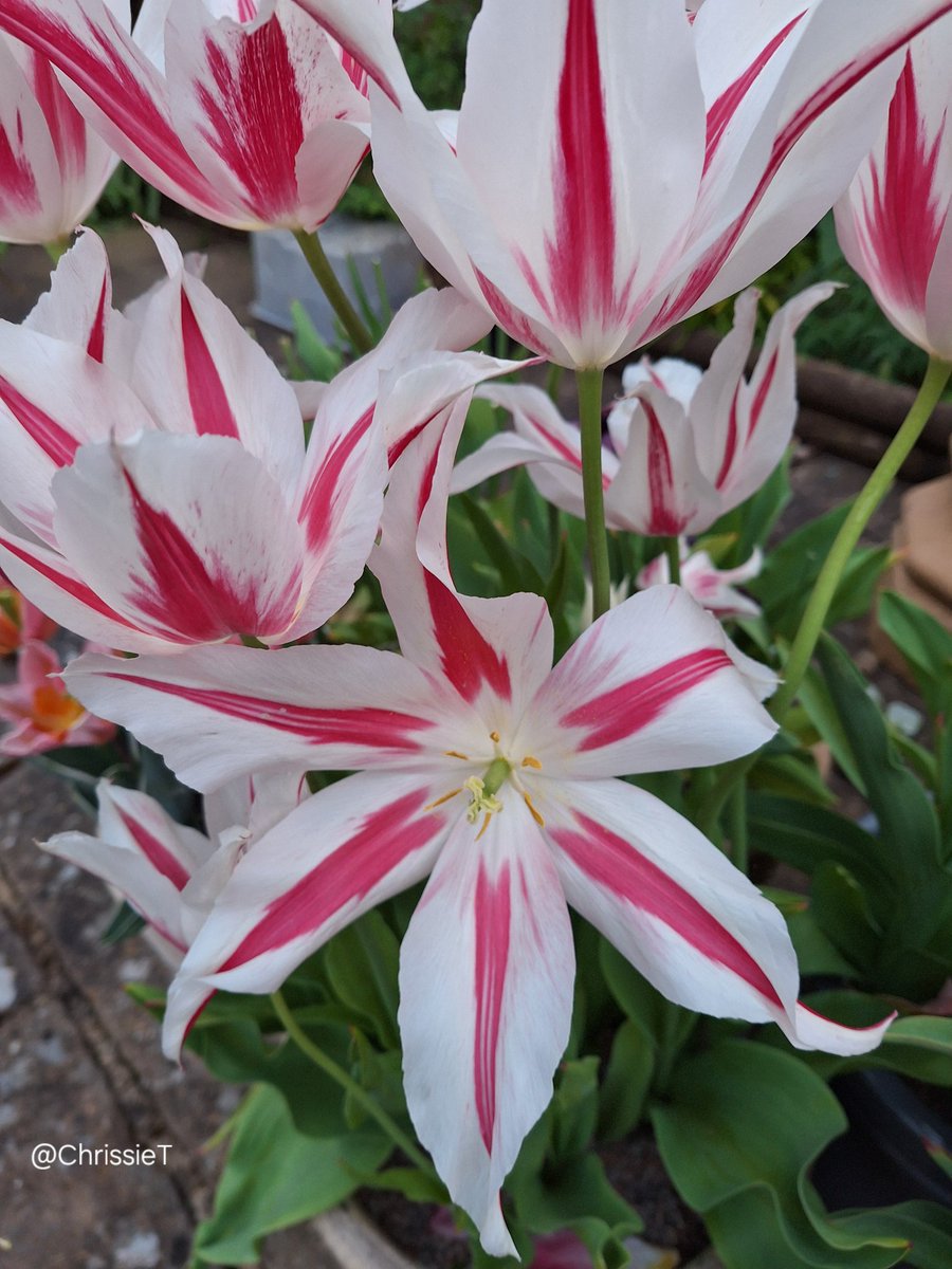 Wishing you all a lovely Friday.
           🤍❤️ Enjoy ❤️🤍
#Tulips #FlowersOnFriday #FridayPink #MyGarden #Gardening #GardeningTwitter #GardeningX
