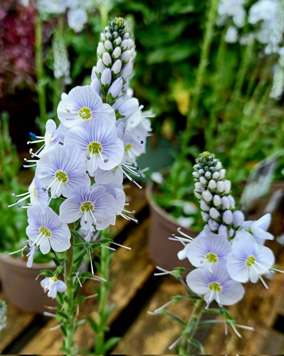 Veronica gentianoides, the gentian speedwell.
#FlowersOnFriday #FlowerHunting
#GardenersWorld #GardeningTwitter