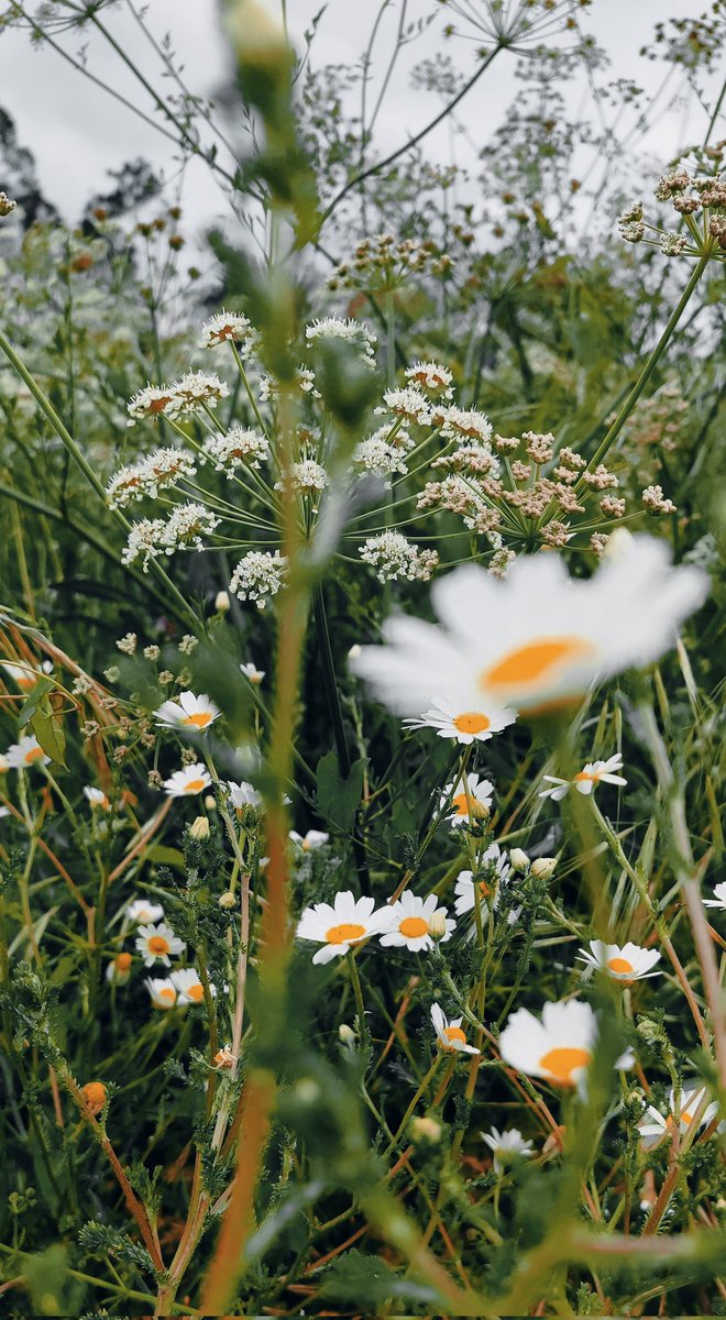 #FlowersOnFriday