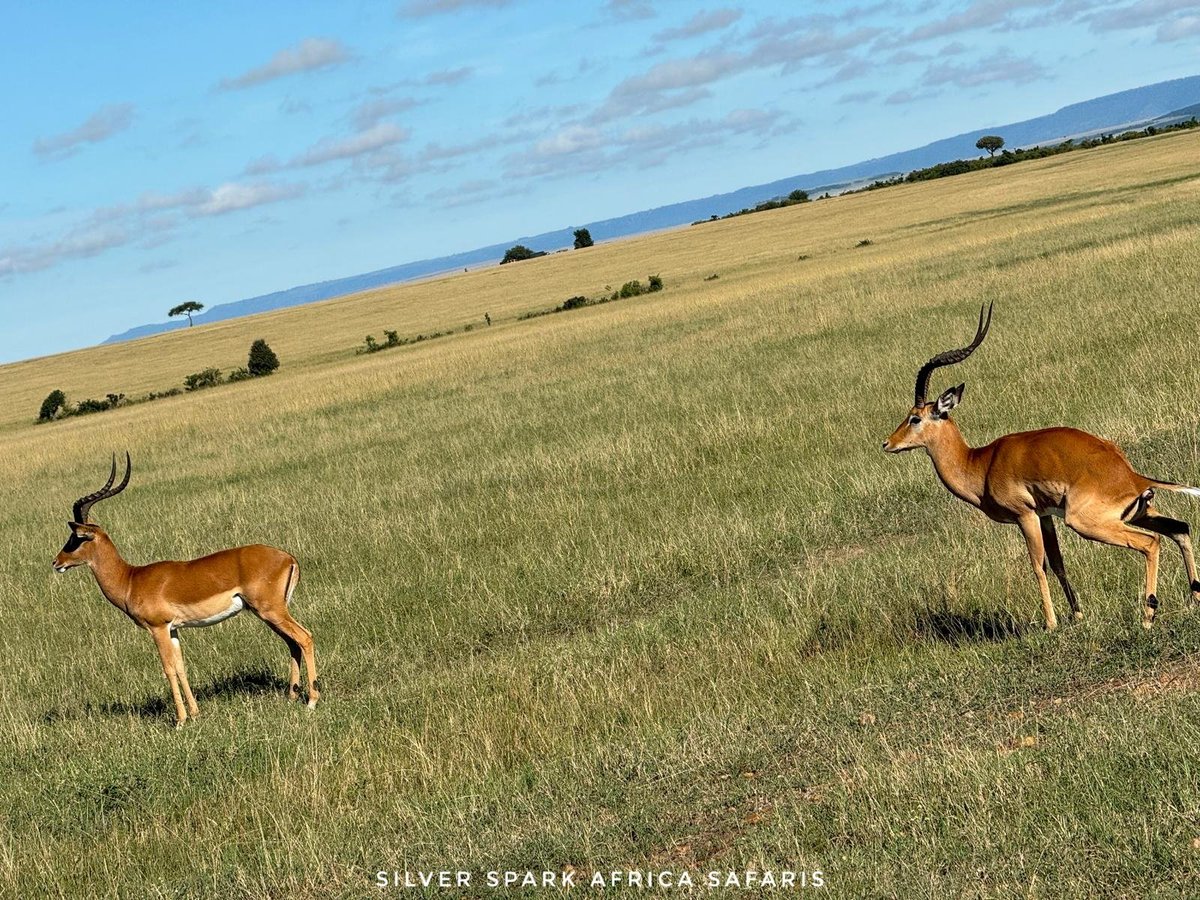 I love their ability and agility. This is really helpful to them  when they need to escape from predators. 

Maasai Mara National Reserve 📌 

📸: Impala 
#kenya #africa #safari #travel #gamedrives #Safariworld  #maasaimara #wildlifephotography #naivashalake #SilverSparkAfrica