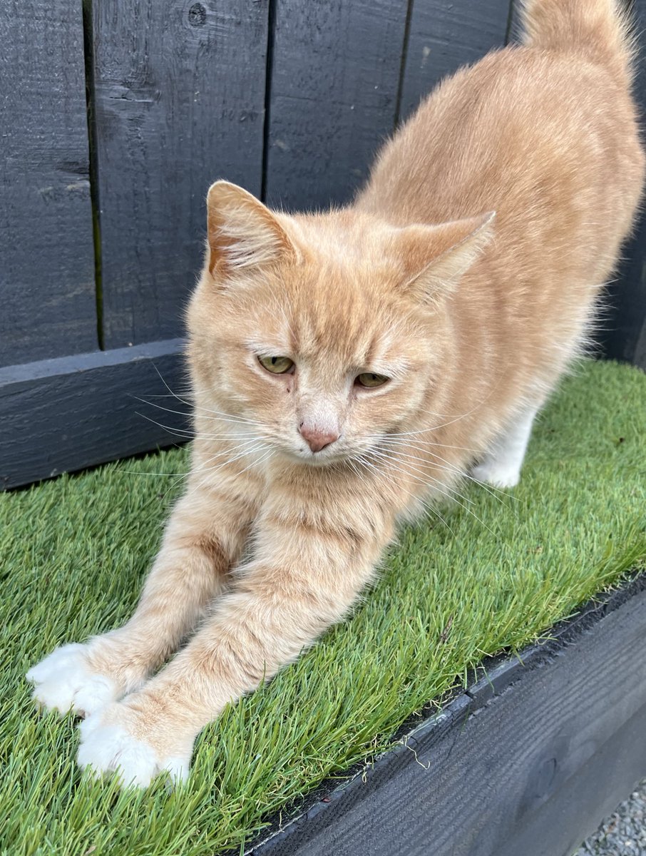 Good morning everyone, just having a little stretch before starting the day on the right paw, enjoy your day all 😻🧡 #CatsOfX #adoptdontshop  #rescuecat #catlovers