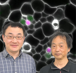 Pingping Qian准教授と柿本辰男教授がNICON JOICO AWARD 特別賞を受賞しました（healthcare.nikon.com/ja/ss/joicoawa…）