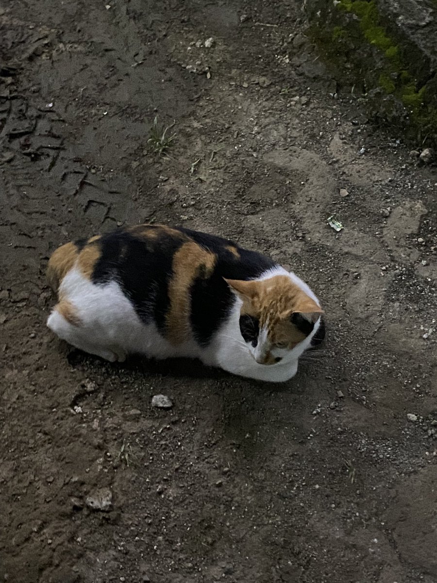 Bar Ayam (@torimeltdown) on Twitter photo 