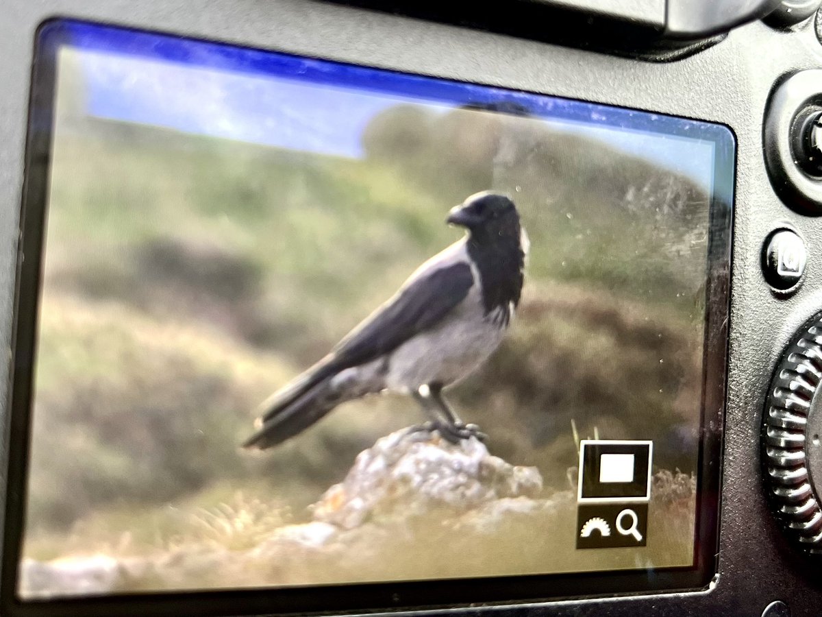 Bore da 🏴󠁧󠁢󠁷󠁬󠁳󠁿👍 good start to the day. Fresh in Hooded Crow showing well. Also 5 Tree Pipit, 13 Wheatear, 50+ Redpoll, Whitethroat, Blackcap and 3 Willow Warbler Great Orme limestones 6-7.15am. Have a good day ☺️👍