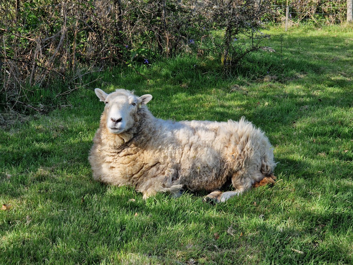 Darling old Limpy is so pleased to see the sun again. It helps relieve some of her stiffness. Yesterday the temperatures soared and it was the first day this Spring I'd seen the sheep seeking shade 😎☀️🌡

#animalsanctuary #sheep365 #springtime #AnimalLovers #foreverhome