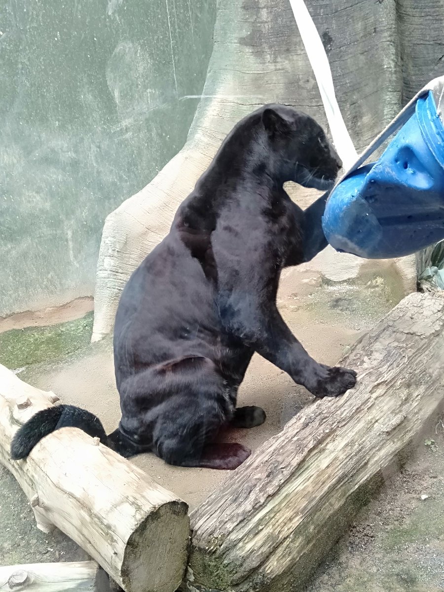 日本平動物園のジャガー
猫のようにじゃれていました。
#日本平動物園 #ジャガー