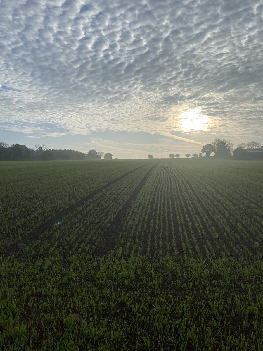 Isabel ⁦<a href="/Goldcrop/">Goldcrop</a>⁩ looking lovely this morning.