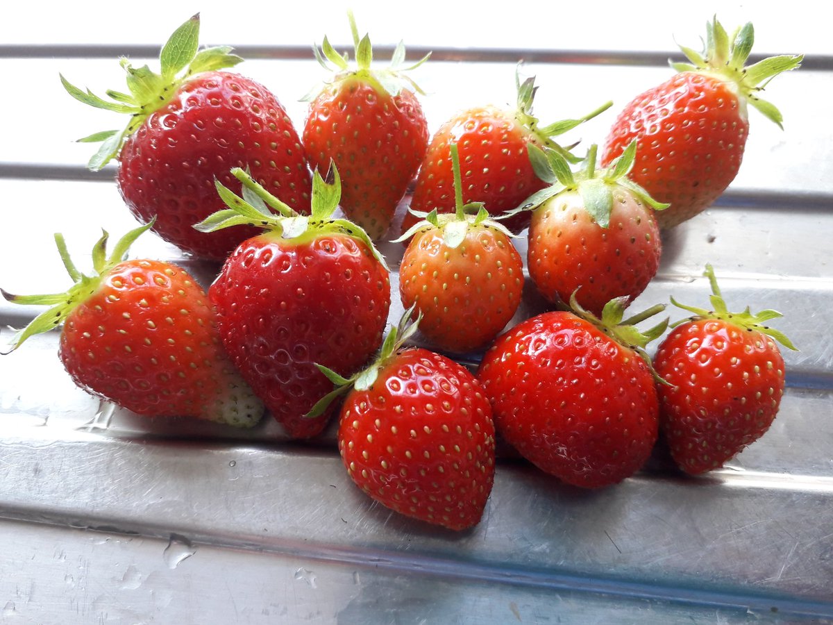 Just picked these gorgeous strawberries from my #polytunnel. 🍓😊