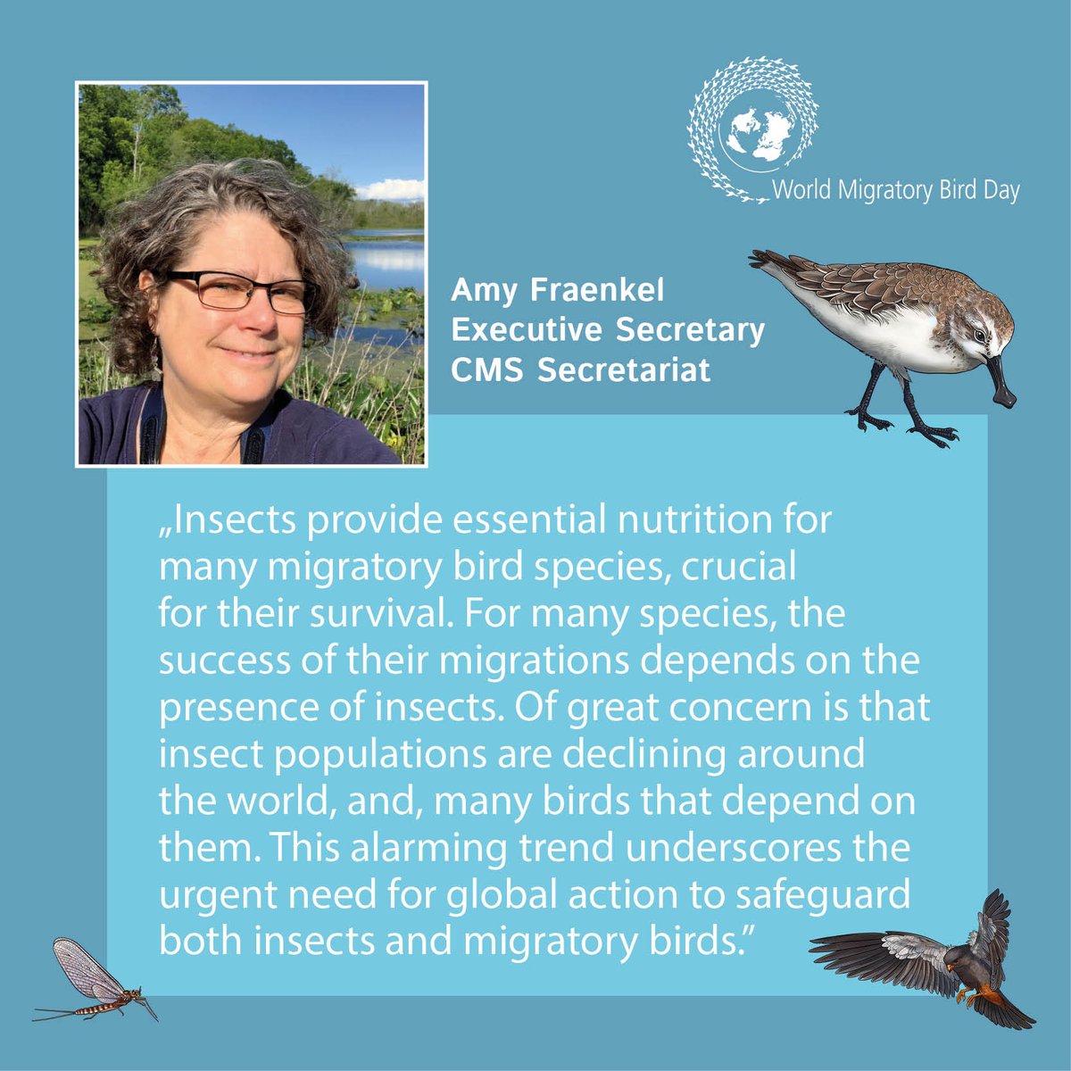 #WorldMigratoryBirdDay is coming up tomorrow and focuses on the importance of insects for migratory birds. Insect populations are declining globally, and this phenomenon is mirrored by a decrease in populations of birds. #ProtectInsectsProtectBirds ⬇️ worldmigratorybirdday.org