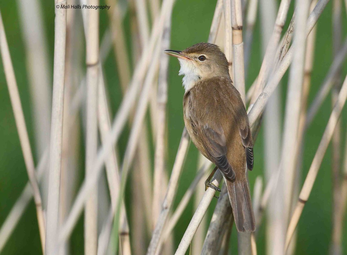 Reed Warbler. #BirdTwitter #Nature #Photography #wildlife #birds #TwitterNatureCommunity #birding #NaturePhotography #birdphotography #WildlifePhotography #Nikon