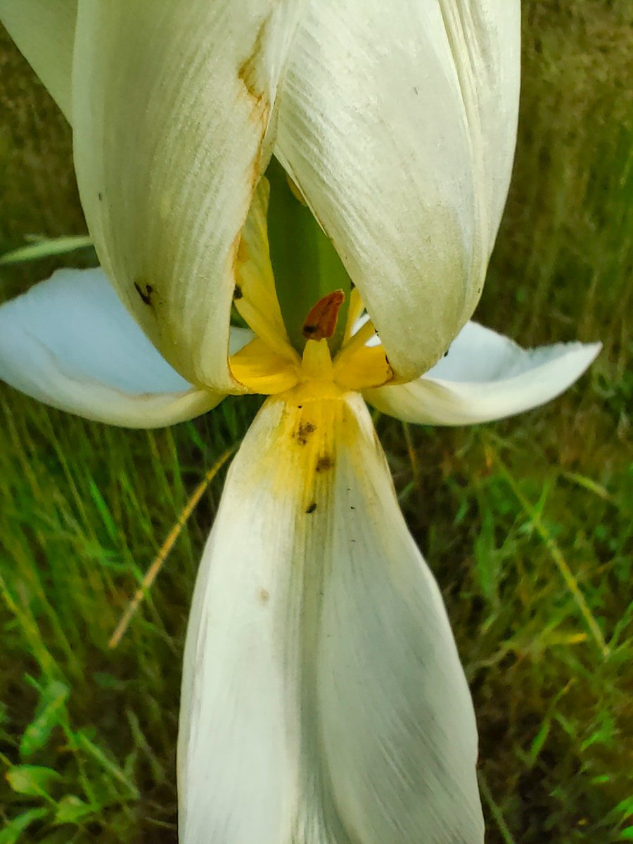 A white #tulip unfurls in the #summerheat to resemble a #fleurdelys (anything above 12⁰C in Scotland technically qualifies)