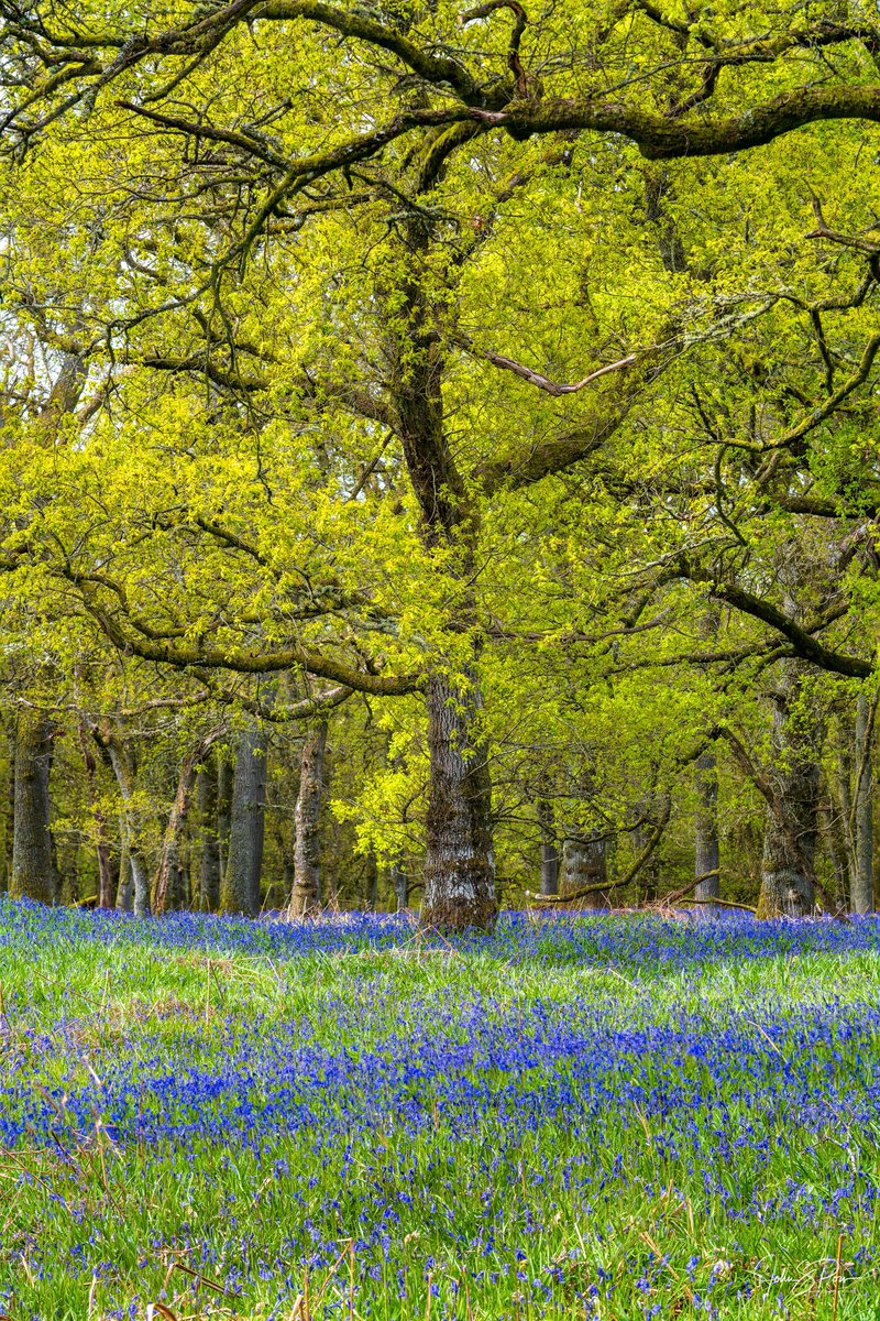 The bluebells at Kinclaven woods in Perthshire.