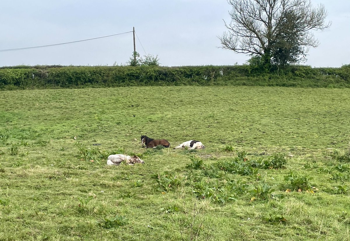 Morning everyone, happy Friday! I’m any of these ponies today 😴 (They’re fine- just snoozing, not dead)