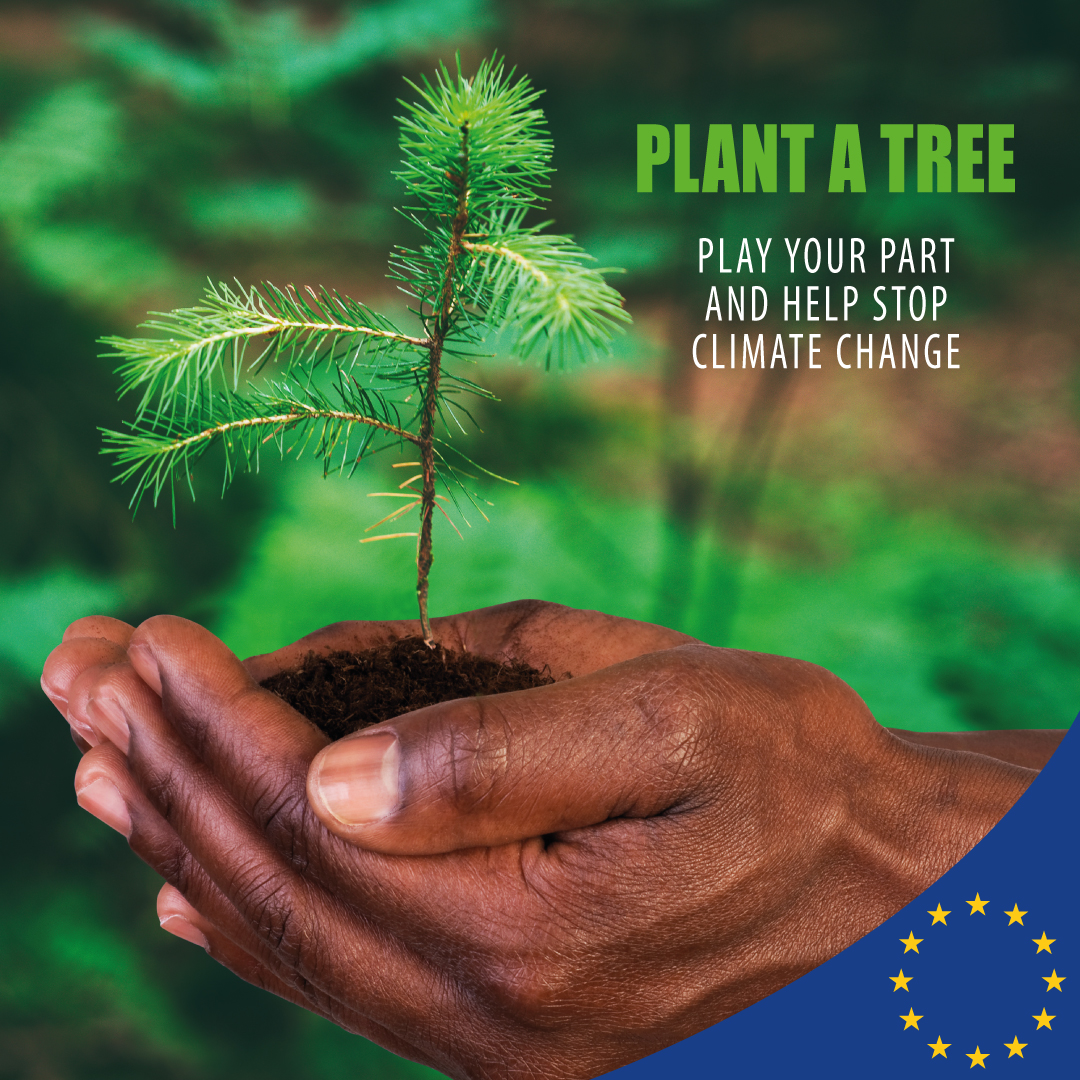 Increasing forest and tree coverage boosts the resilience of our ecosystems, reversing biodiversity loss while tackling climate change head-on. Through the EU's #GlobalGateway, we’re investing in #GenerationGreen to mitigate climate impacts and fostering adaptation.