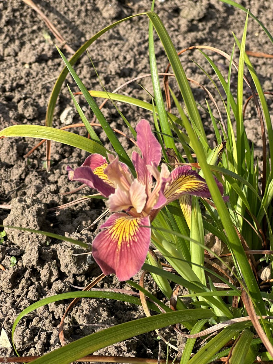 IrisesSeagate's tweet photo. Iris ‘Broadleigh Rose’ is part of a new bed of Pacific Coast Irises that I’ve been generously given to try grow here, this is the only one I had grown previously! #pacifccoastiris #irisbroadleighrose #newirises #irisbed #irisgrower #newplants #fieldgrown #irisflowers #irises https://t.co/41L9pN6DjQ