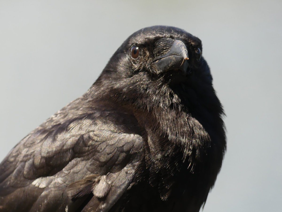 DailyCorvids's tweet photo. Gaze upon this brainless creature
Absolutely NOTHING in that feathery head of theirs https://t.co/ehzaCXvLBg