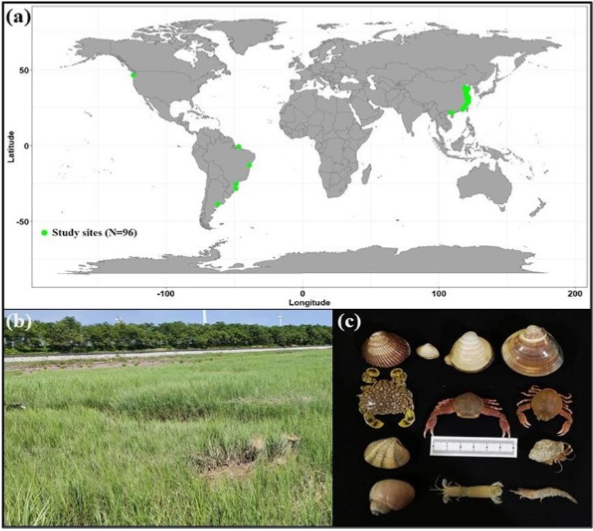 What are the impacts of Spartina alterniflora invasion on intertidal macrobenthic communities? A global meta-analysis.

🔗 doi.org/10.3897/arphap… 

#biodiversity