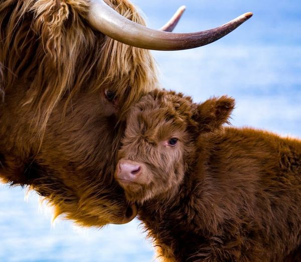 #HapppyMothersDay to all the great mother's celebrating this weekend!
📷 Mal Crawford via #VisitScotland
#HighlandCoo #ScotSpirit #LoveScotland #BestWeeCountry #ScottishBanner #Alba #TheBanner #Coo #MotherDay
