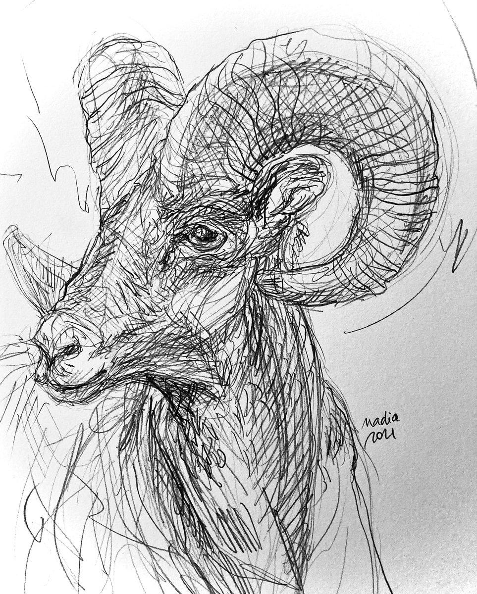 NadiaVanDessel's tweet photo. Wild goat.🍥#drawing #animaldrawing #goat #wildgoat https://t.co/NKl9gxO1X7