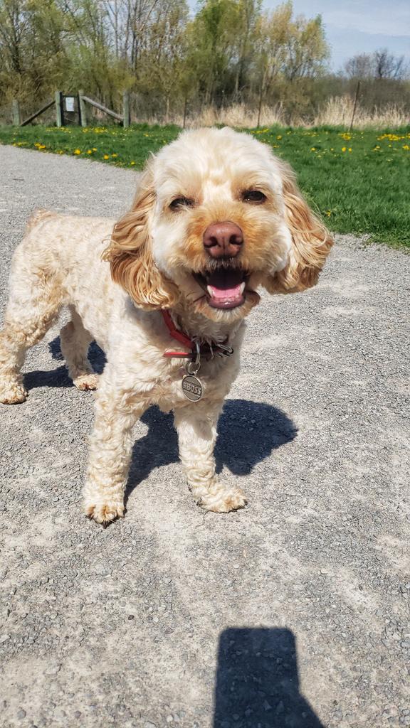 Maverick giving us a lovely #SunshineSmile on this very happy #friYAY ! 🌞❤🐾🐶🐕🐾❤😁 #cockapoo #happydogs #walkinthedoginwhitby #walkinthedog