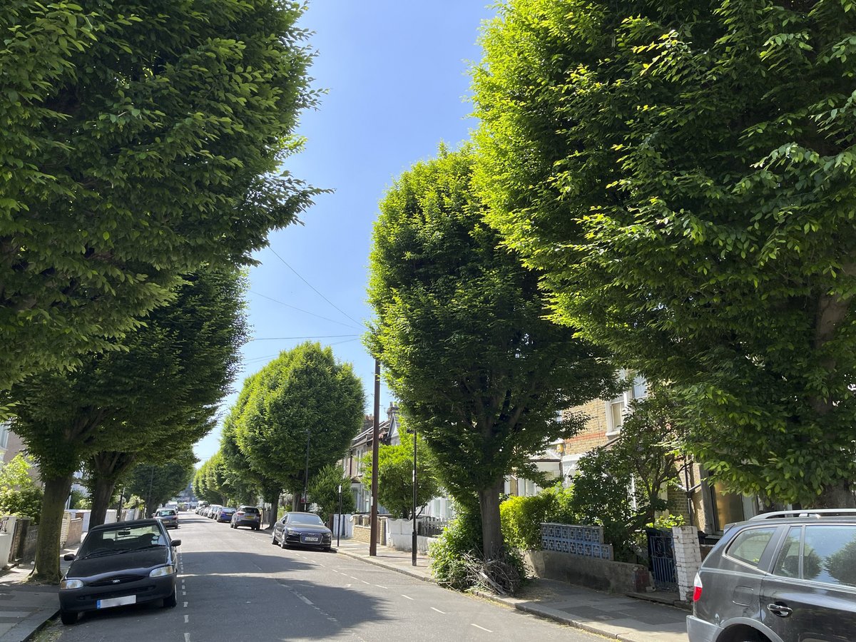 Street trees - the 5th utility 🌳⚡️☁️🫧📞 Our roads are full of services that are vital to us - electric, gas etc. We must also recognise trees for the vital services they provide: 😎Cooling 🧽Clean air 🐞Natural habitat 🧑‍🤝‍🧑Enhancing our well-being ...Trees the unsung utility 🌳