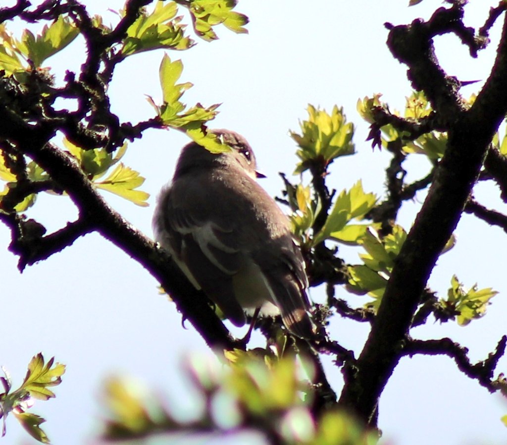 One of my favourite moments from the City Nature Challenge 2024 was having the opportunity to watch male and female Pied flycatchers flit about in the trees catching insects. Such a great nature moment! 

#piedflycatcher #natureadventures #citynaturechallenge2024